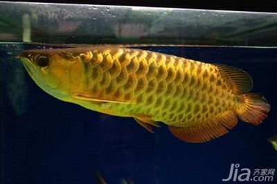 買賣龍魚犯法嗎知乎文章（買賣龍魚犯法嗎知乎文章免費閱讀）