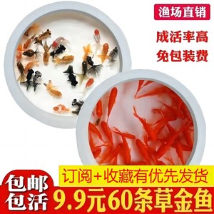 紅頭利魚巢穴材料選擇：為紅頭利魚選擇巢穴材料時，沉水木是一個合適的選擇 其他寵物 第2張