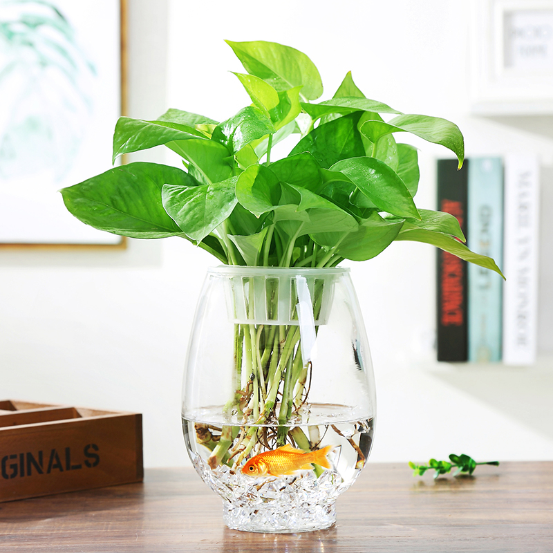 室内水养植物