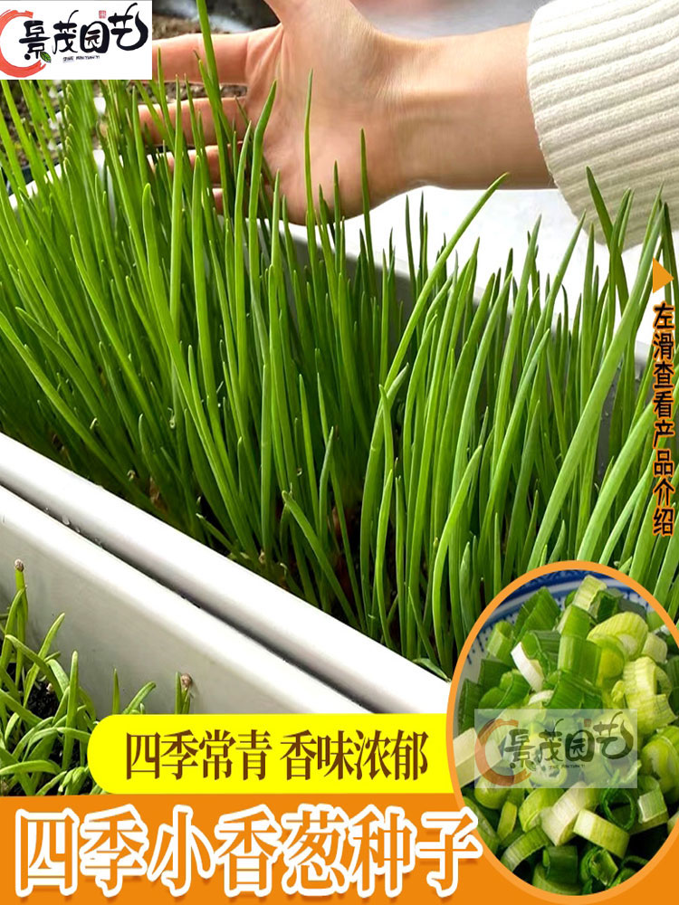 阳台种葱怎么自制肥料