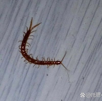 家里有蜈蚣怎么回事