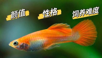 九江賣(mài)魚(yú)缸的地方有哪些店鋪電話（九江賣(mài)魚(yú)缸的地方有哪些店鋪電話號(hào)碼）