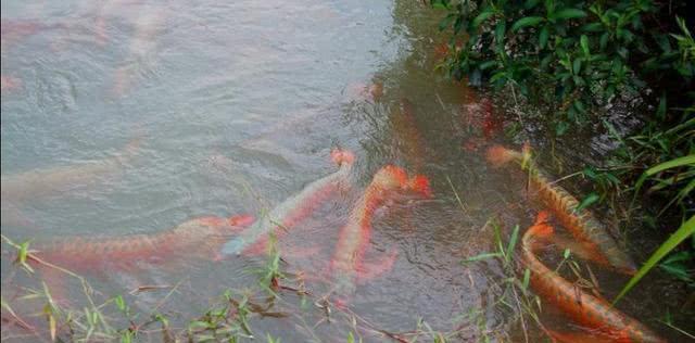 樓頂魚缸的制作視頻大全圖片（樓頂魚缸養(yǎng)魚） 觀賞魚批發(fā)