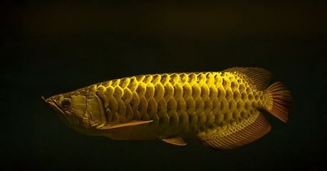 <strong><mark>arowana</mark></strong> in San Pedro :The Majestic <strong><mark>arowana</mark></strong> in San Pedro: A Guide to Finding and Caring for this Exotic Fish