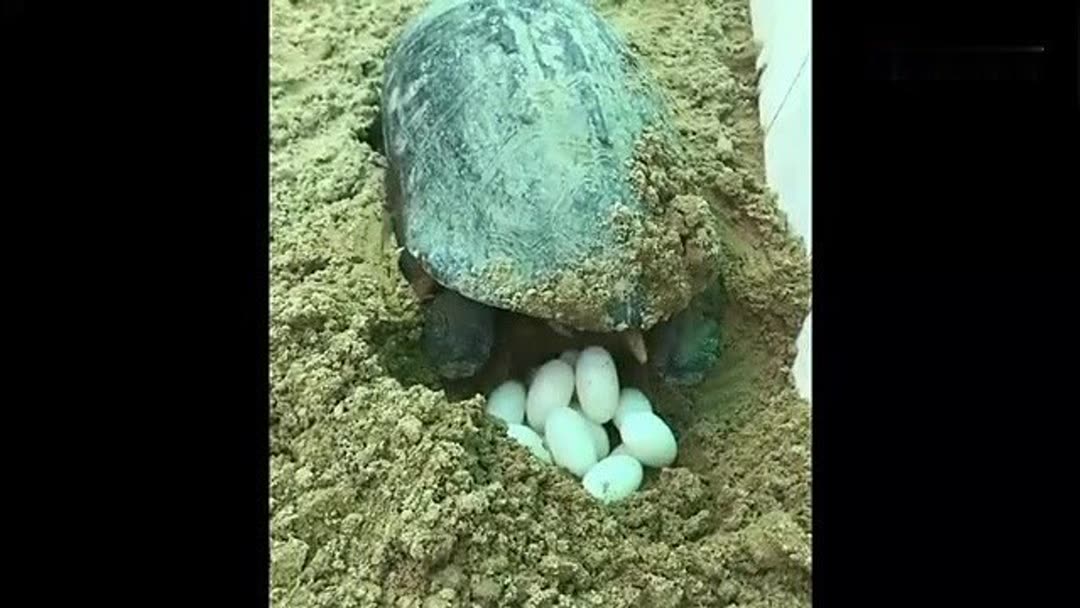 乌龟多少年才下蛋