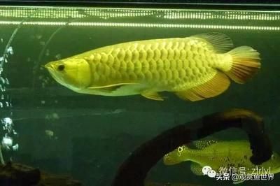 龍魚和虎魚打架怎么辦視頻教程(龍魚和虎魚怎樣搭配) 虎魚百科