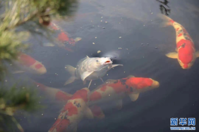 爸爸忘拉手剎，倆孩子隨車沖入魚塘，幸得眾人救援