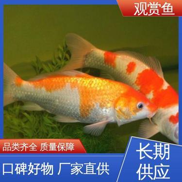 黄金河虎多大鱼缸（黄金河虎多大鱼缸可以养） 黄金河虎鱼 第2张