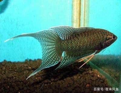 美好的一天從溜魚(yú)開(kāi)始