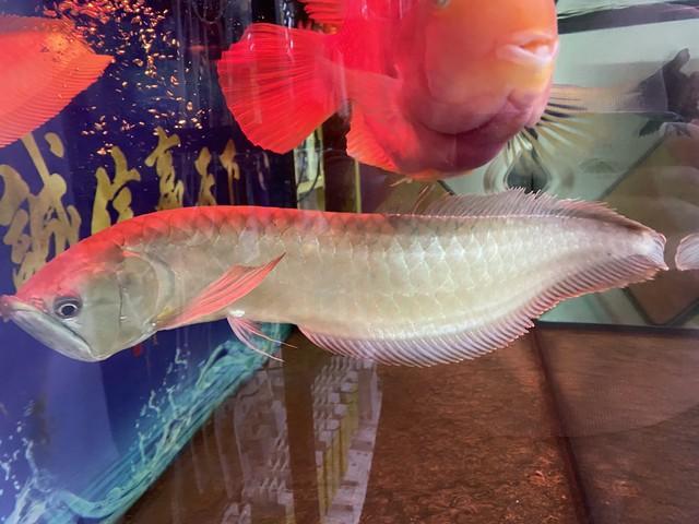 The Majestic <strong><mark>arowana</mark></strong> in Koulikoro: A Comprehensive Guide to this Exotic Fish in Mali's Capital