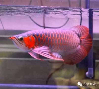 克拉瑪依區(qū)昊渤水族館（克拉瑪依區(qū)昊渤水族館電話）