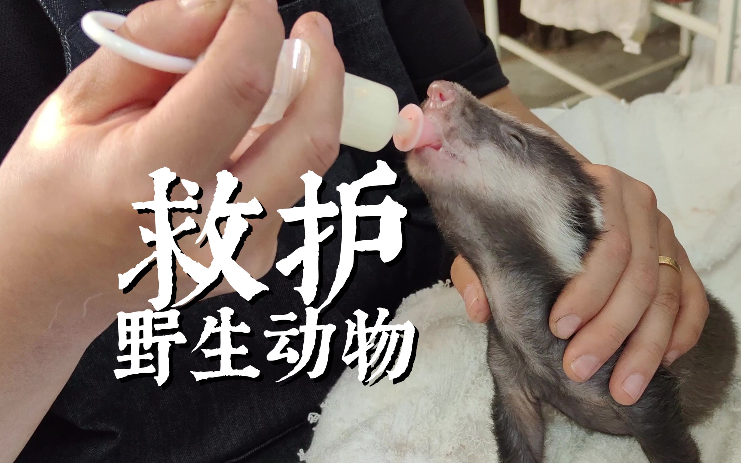 野生动物救护中心英语怎么说