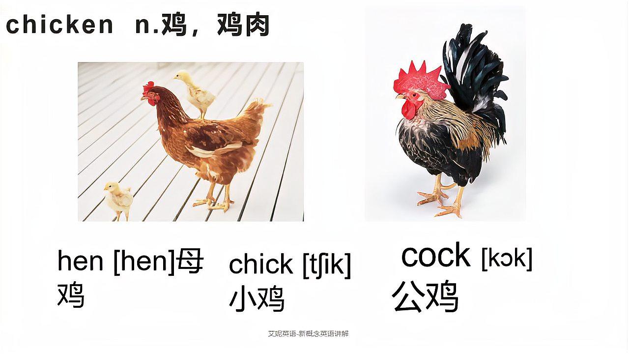 chicken发音示范