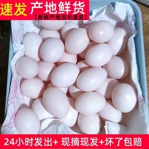 十个月宝宝能吃鸽子蛋吗