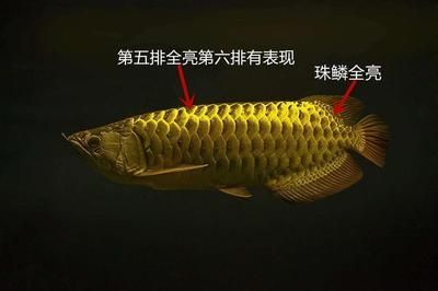 紅龍魚眼睛往下掉怎么辦啊圖片視頻教程（紅龍魚眼睛往下掉怎么辦啊圖片視頻教程大全）